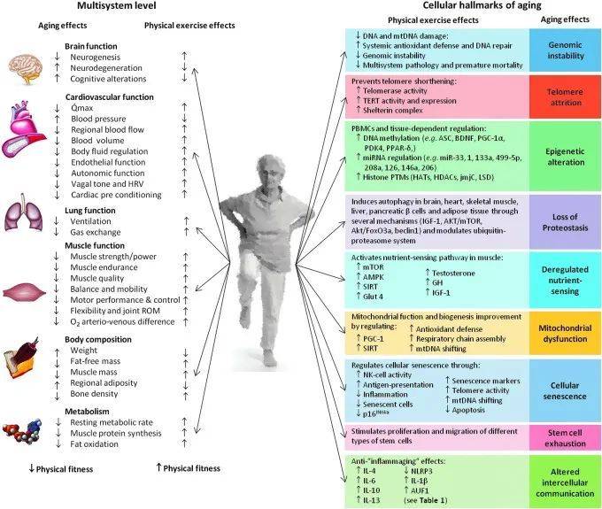 健身抗衰效果显著：科学验证健身延缓衰老，